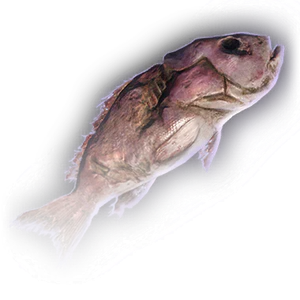 Rotten Fish image