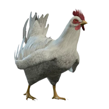 Dishevelled Chicken Model