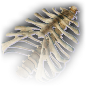 Animal Carcass image