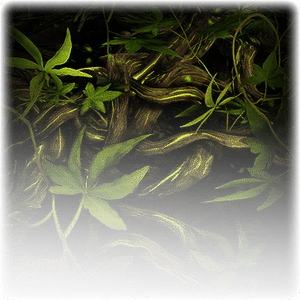 Twisting Vines image