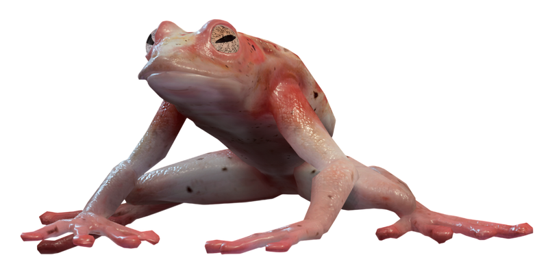 File:Conjured Frog Model.png