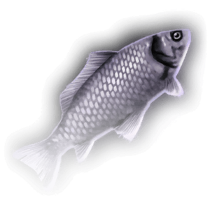 Fish image