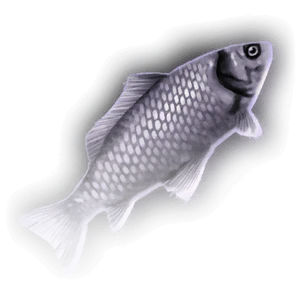 Fish image
