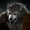 Werewolf