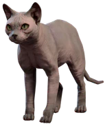 His Majesty, a hairless sphynx cat