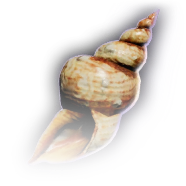 File:Clutter Conch B Faded.webp