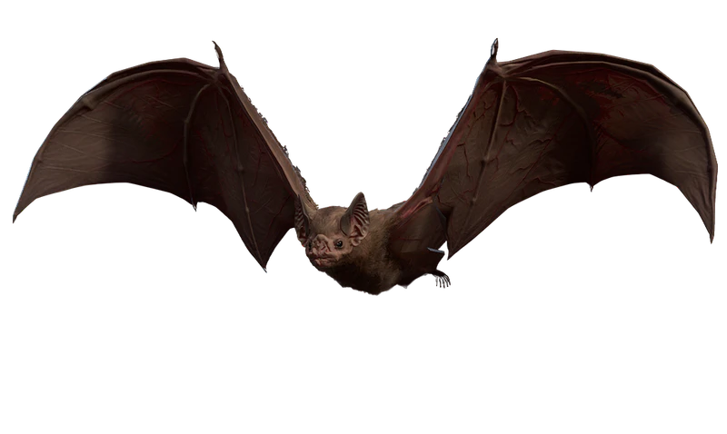 File:Bat.png