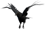 Dire Raven Companion