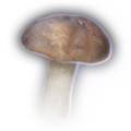 Thumbnail for version as of 12:03, 15 September 2023