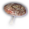 Thumbnail for version as of 11:15, 24 January 2024