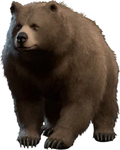 Bear wildshape model