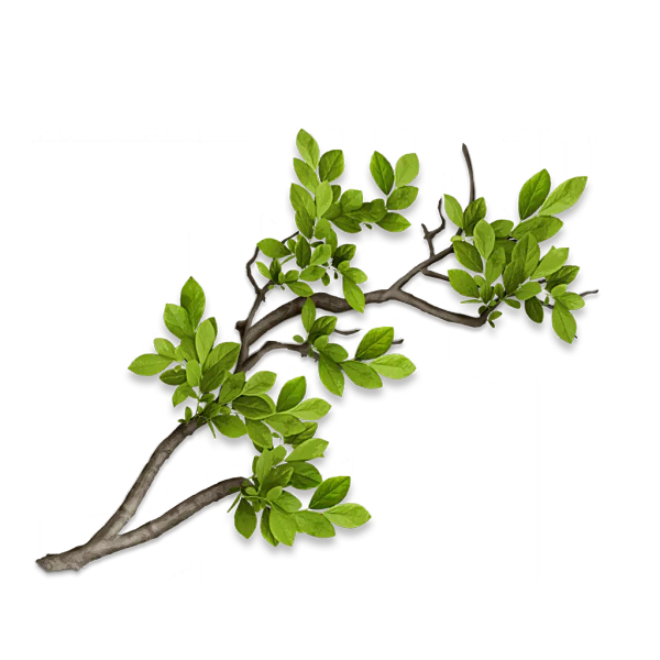 File:Sticker Env Branch B.webp