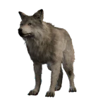 Wolf Companion