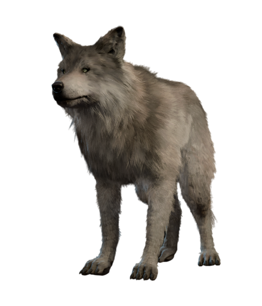 File:Lupus Model.png