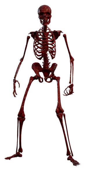Model