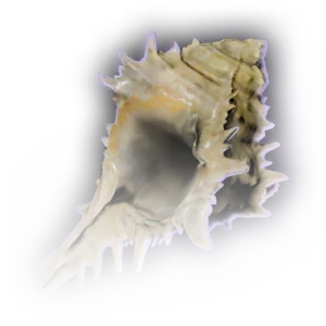 Conch Shell image