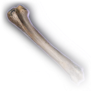 Rothé Femur image